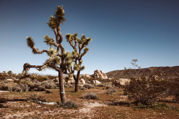 ジョシュアツリー国立公園風景 - mojave yucca ストックフォトと画像