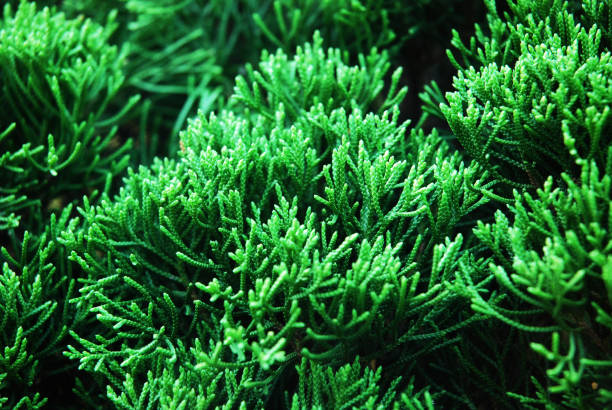 istock Close-up abstract green branch tree background and soft sunlight on foreground. 1139726900