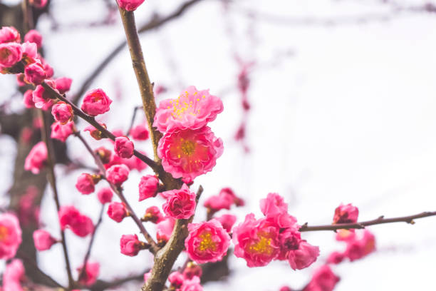 istock Ume flower (Japanese apricot) blossoms full bloom  Osaka Japan. 1139728521