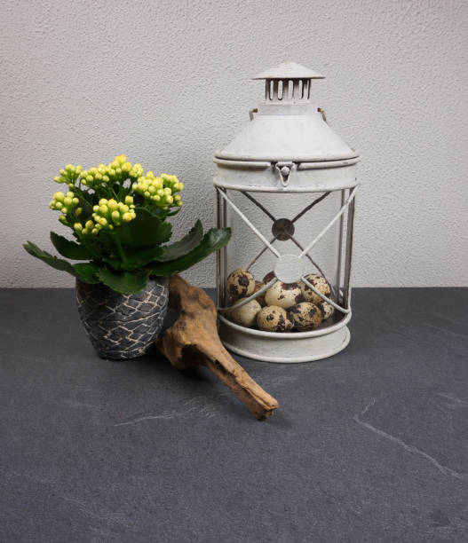 lantarn with kalanchoe indoor plant with easter eggs and driftwood at grey background - lantarn imagens e fotografias de stock