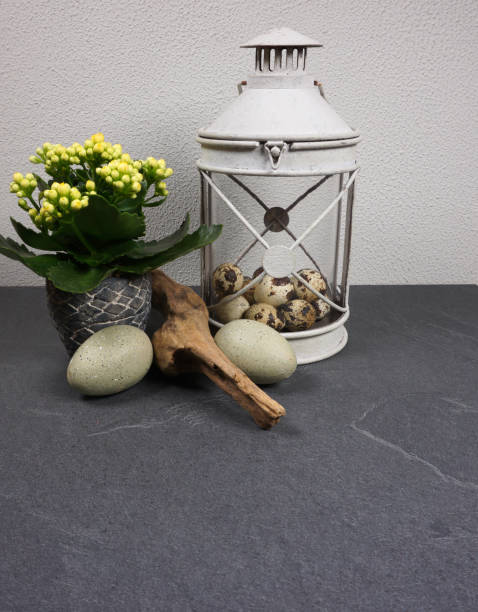 lantarn with kalanchoe indoor plant with easter eggs and driftwood at grey background - lantarn imagens e fotografias de stock