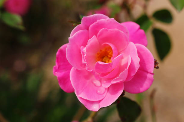 istock background of pink beautiful rose. selective focus 1139729649