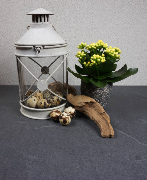 lantarn with kalanchoe indoor plant with easter eggs and driftwood at grey background - lantarn imagens e fotografias de stock