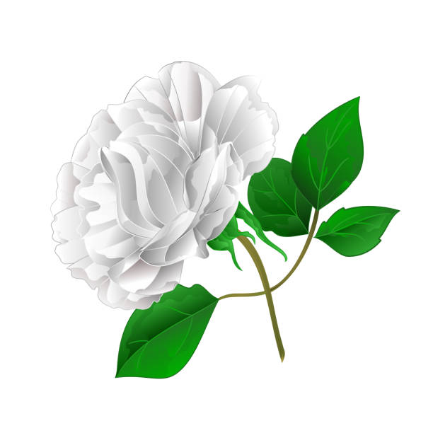 istock Rose white  stem and leaves on a white background  vintage vector illustration editable 1139729932