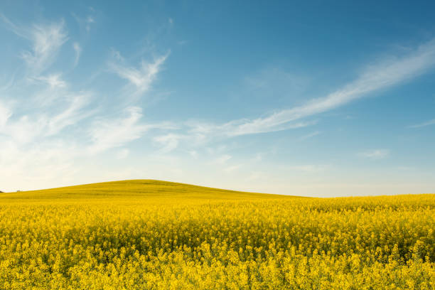 istock yellow rapeseed field at sunset 1139730296