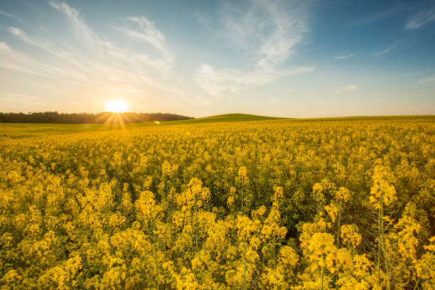 istock yellow rapeseed field at sunset 1139730310
