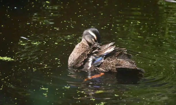 Pretty brown duck ruffling and preening his feathers.