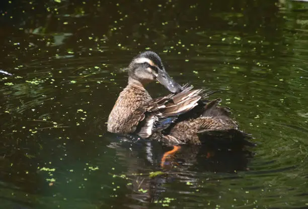 Swampy pond with a preening brown duck swimming.
