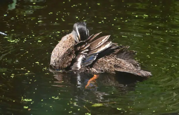 Brown duck with ruffled feathers swimming in a pond.