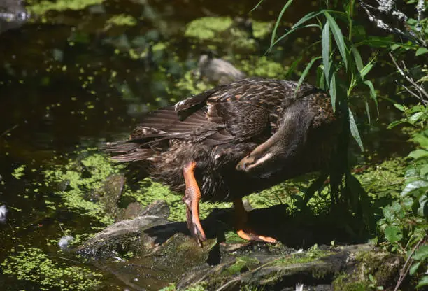 Pretty preening duck beside a swampy pond.