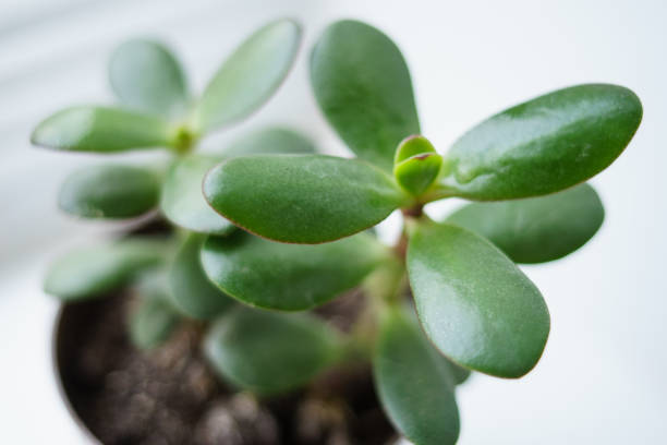 istock money tree in a pot, close up 1139731763