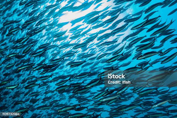 More Fish Than Water Large School Of Blue Streak Fusiliers Komodo National Park Indonesia Stock Photo - Download Image Now