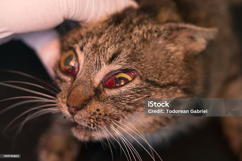 แมวที่มีตาบวมหลังจากที่เธอถูกรถชน ภาพสต็อก - ดาวน์โหลดรูปภาพตอนนี้ -  การดูแล - มโนทัศน์, การดูแลสุขภาพและการแพทย์, การถ่ายภาพ - ภาพ - Istock
