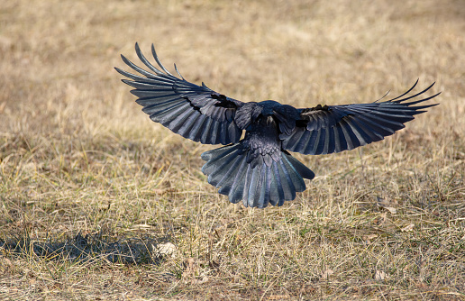 Black craw flying over a meadow