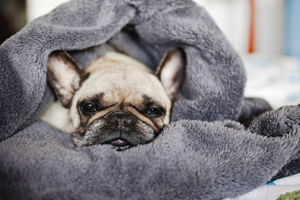 French Bulldog under the blanket.
