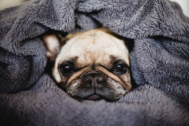 istock The dog wrapped in a blanket. 1139736558