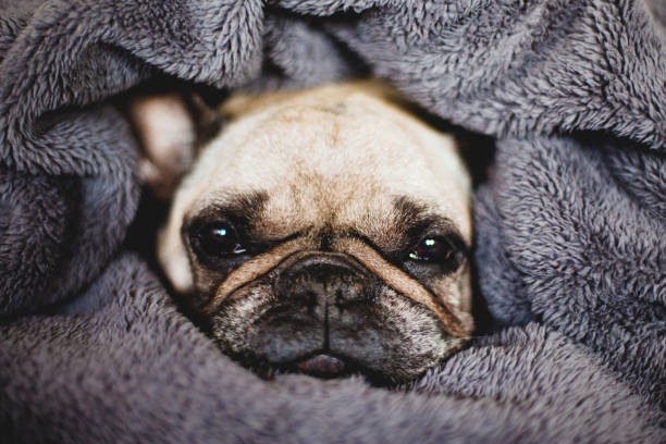 istock The dog wrapped in a blanket. 1139736587