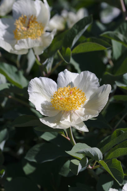 Caucasian peony blossom stock photo