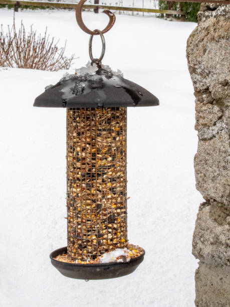 istock A Bird Feeder Hanging in the Snow 1139738358