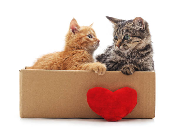 istock Kittens in the box with a toy heart. 1139738405