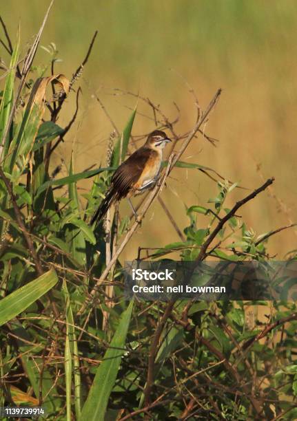 Moustached Grasswarbler Stock Photo - Download Image Now - Africa, Animal, Animal Wildlife