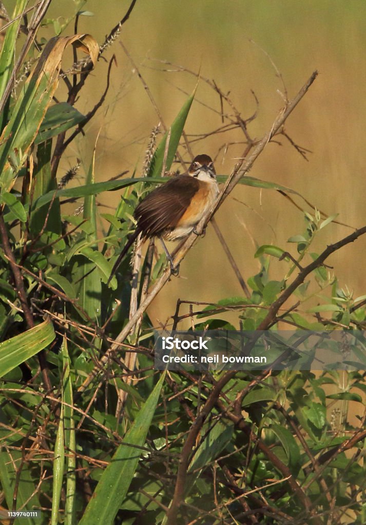 Moustached Grass-warbler Moustached Grass-warbler (Melocichla mentalis amauroura) adult perched on stem"n"nQueen Elizabeth National Park, Uganda         November Africa Stock Photo