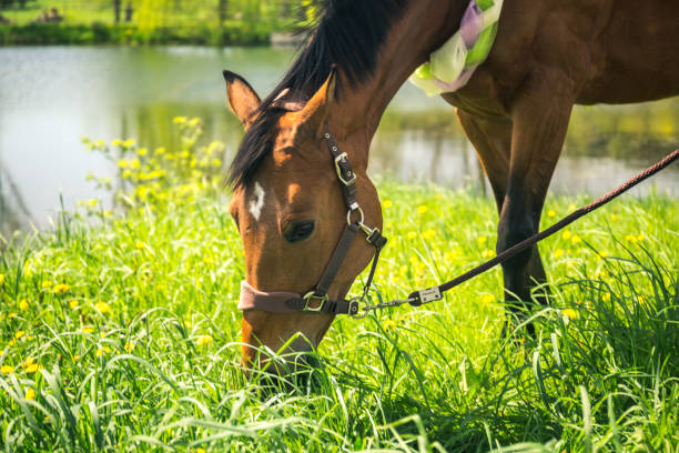 istock Brown horse with decoratice wreath collar as wedding gift. 1139740319