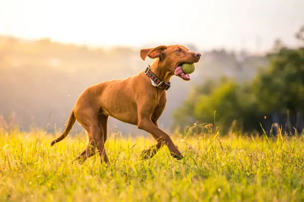Running Hungarian Short-haired Pointing Dog with ball in mouth.