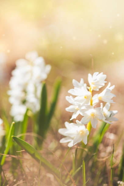istock Fresh beautiful flower with sunlight. Spring and summer background 1139741116