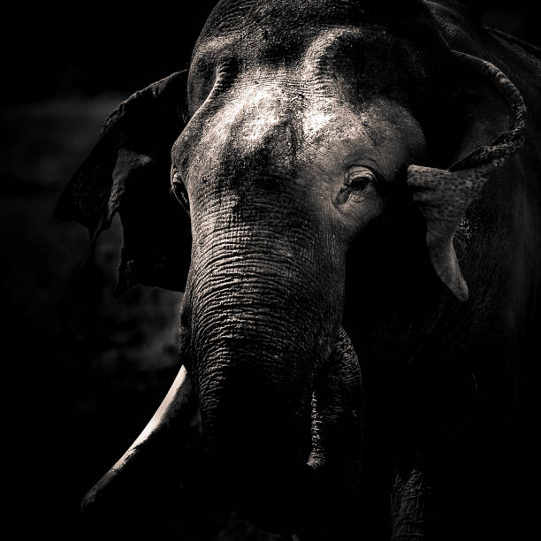 Fine Art black and white photography of a male elephant head with tusk on a safari in Kadulla National Park Sri Lanka Fine art black and white photograph of a male elephant taken on a safari in Kadulla National Park in Sri Lanka indian elephant photos stock pictures, royalty-free photos & images