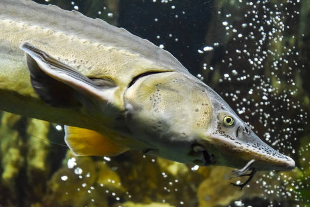 los esturiones de pescado nadan en el acuario del oceanario. pez esturión - siberia river nature photograph fotografías e imágenes de stock