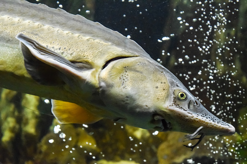 Fish sturgeon swims in the aquarium of the oceanarium. Sturgeon fish