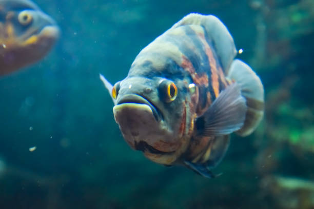 istock Fish in the aquarium of aquarium, 1139741821
