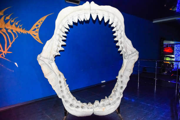 Megalodon shark jaws a Megalodon shark jaws, dummy by cast predator teeth stock pictures, royalty-free photos & images