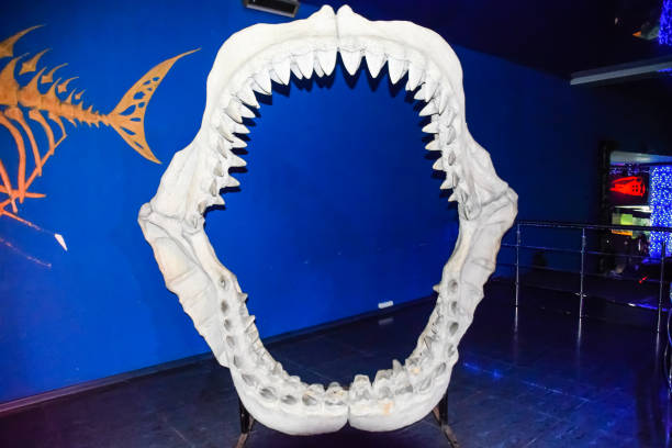 ขากรรไกรฉลาม megalodon - เม็กกาโลดอน ภาพสต็อก ภาพถ่ายและ��รูปภาพปลอดค่าลิขสิทธิ์