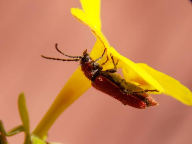 istock red beetle on a yellow flower 1139741884