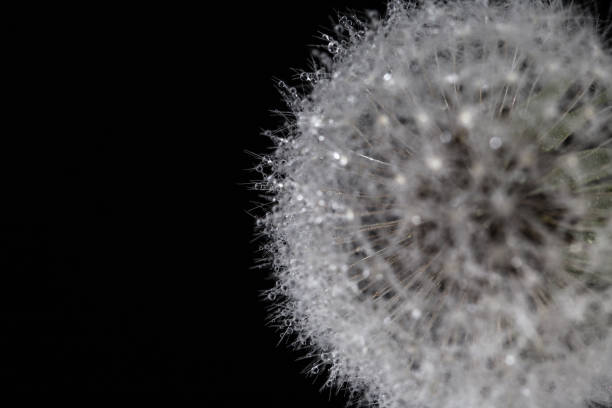 istock Close up dandelion with dew drops isolated on black background with copy space. Cut out 1139742793