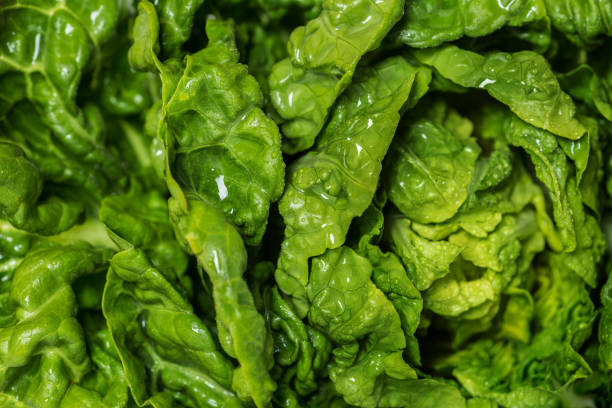 Fresh green salad close-up background. Macro photography