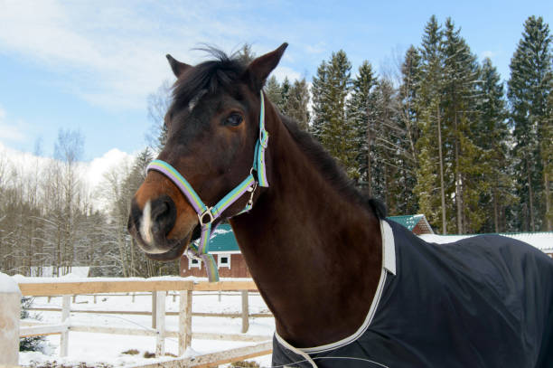 istock The horse in the paddock in winter. 1139743048