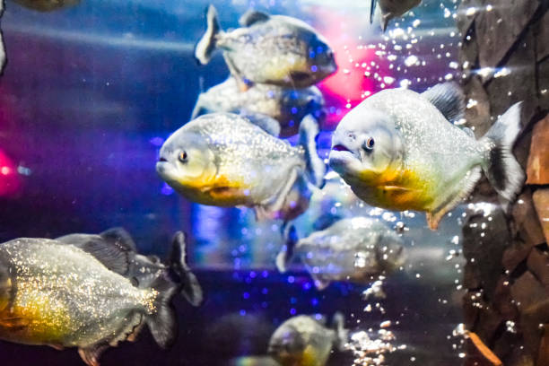 Red bellied piranha Pygocentrus nattereri, Wildlife animal.