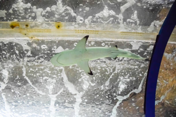 istock Shark in the aquarium, 1139743167