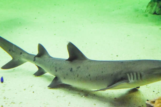 istock Shark in the aquarium, 1139743187