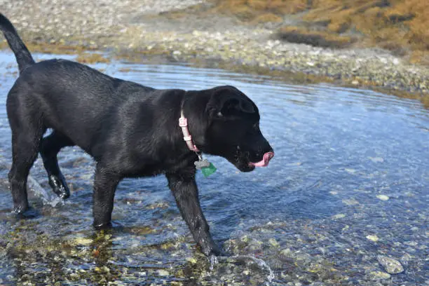 Cute black lab puppy dog walking in shallow water licking the tip of his nose.