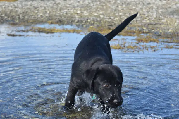Really cute black lab playing in the ocean waters.