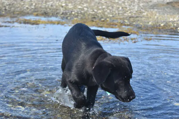 Black lab playing in shallow ocean waters.
