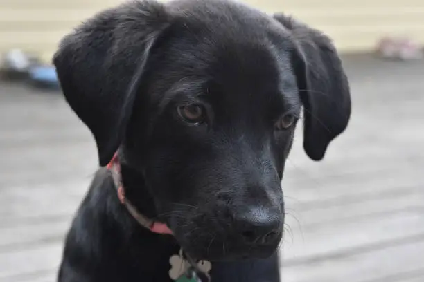 Cute close up look at a black lab retriever dog.