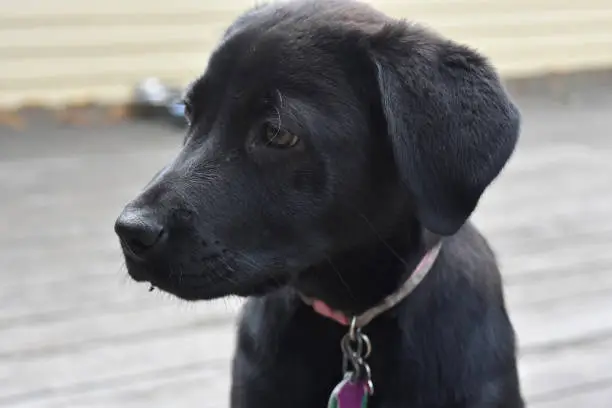 Beautiful profile of a black lab retriever puppy.
