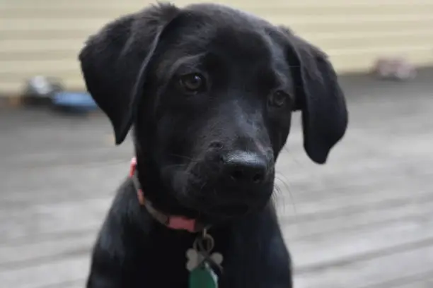 Cute black lab pup with his head tilted slightly.