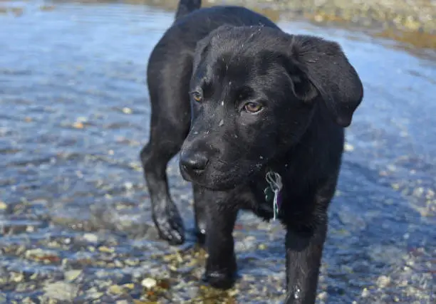 Black lab puppy dog playing in shallow water with mud on his face.
