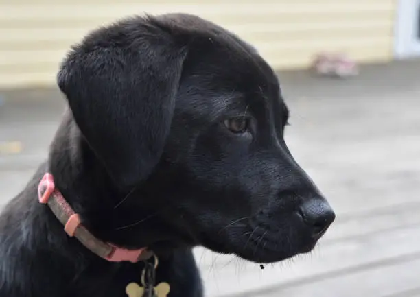 Beautiful profile of a black lab puppy dog.